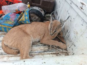 نجات یک گربه‌سان کمیاب در جنوب کرمان
