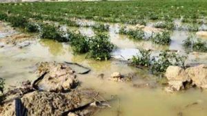 خسارت ۸۲ میلیارد تومانی بارش‌های اخیر به بخش کشاورزی شهرستان جیرفت